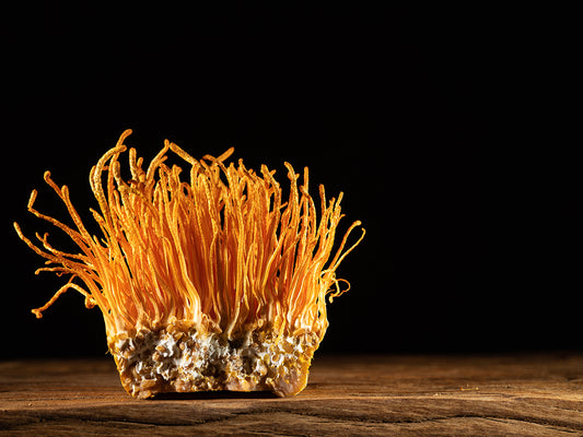 Cordyceps